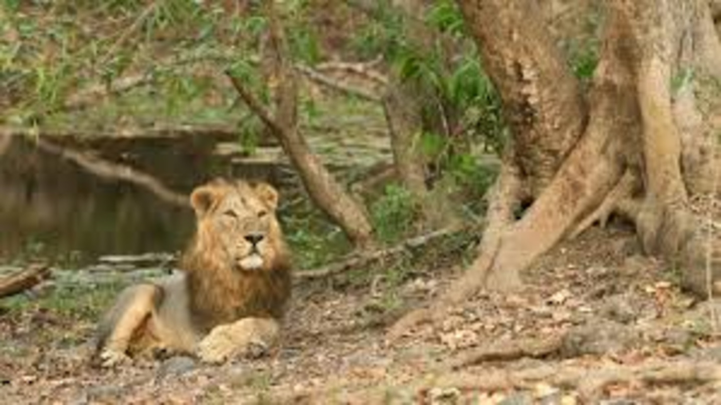 Reserve Gir National Park Safari Booking Online For Wildlife Sighting